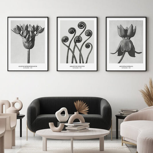 Karl Blossfeldt's Botanicals