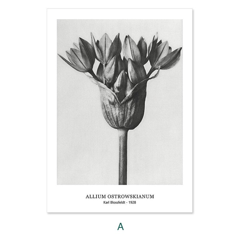 Karl Blossfeldt's Botanicals