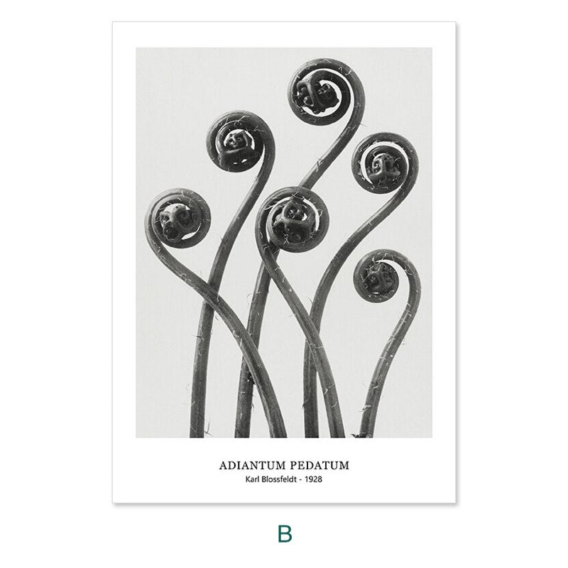 Karl Blossfeldt's Botanicals