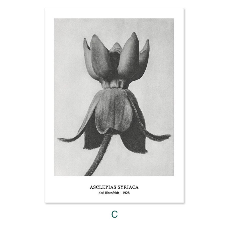 Karl Blossfeldt's Botanicals