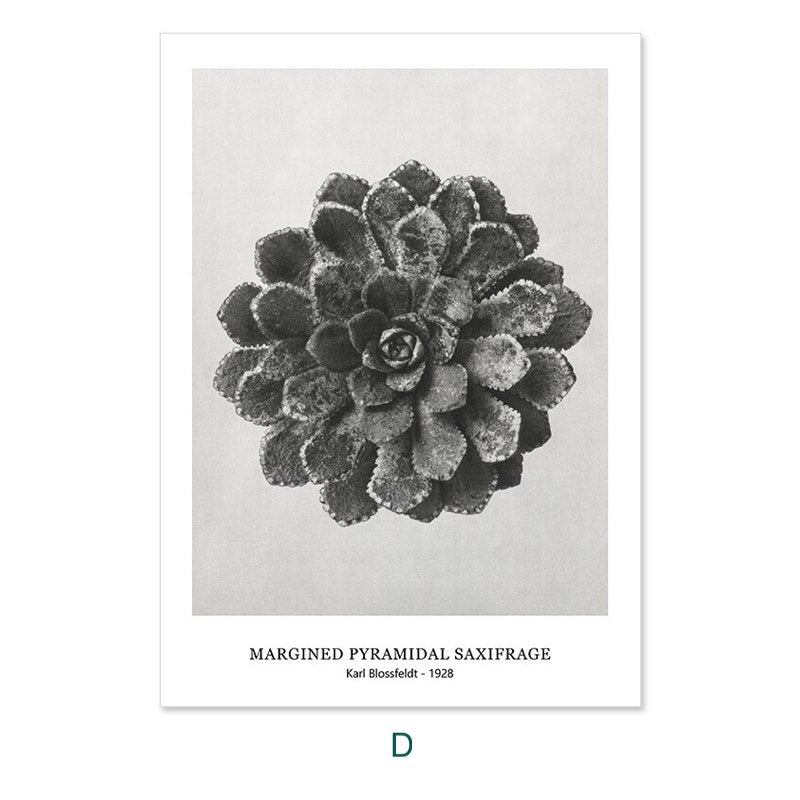 Karl Blossfeldt's Botanicals