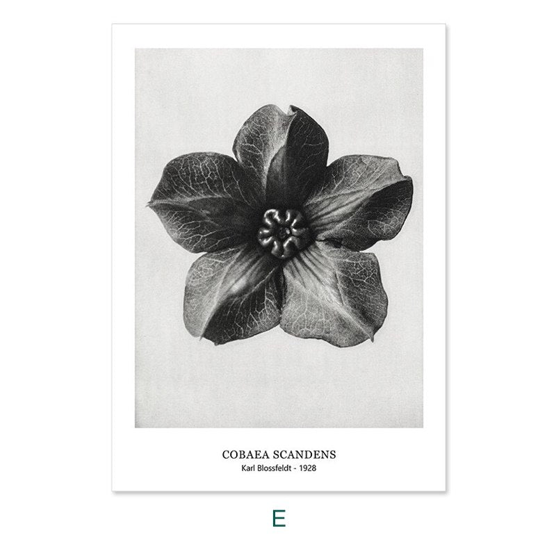 Karl Blossfeldt's Botanicals