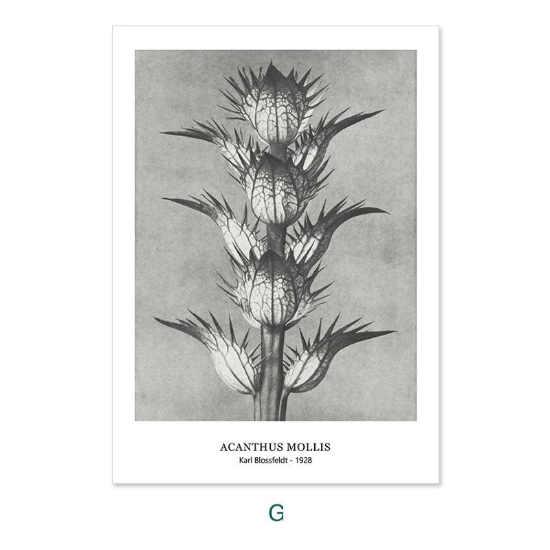 Karl Blossfeldt's Botanicals