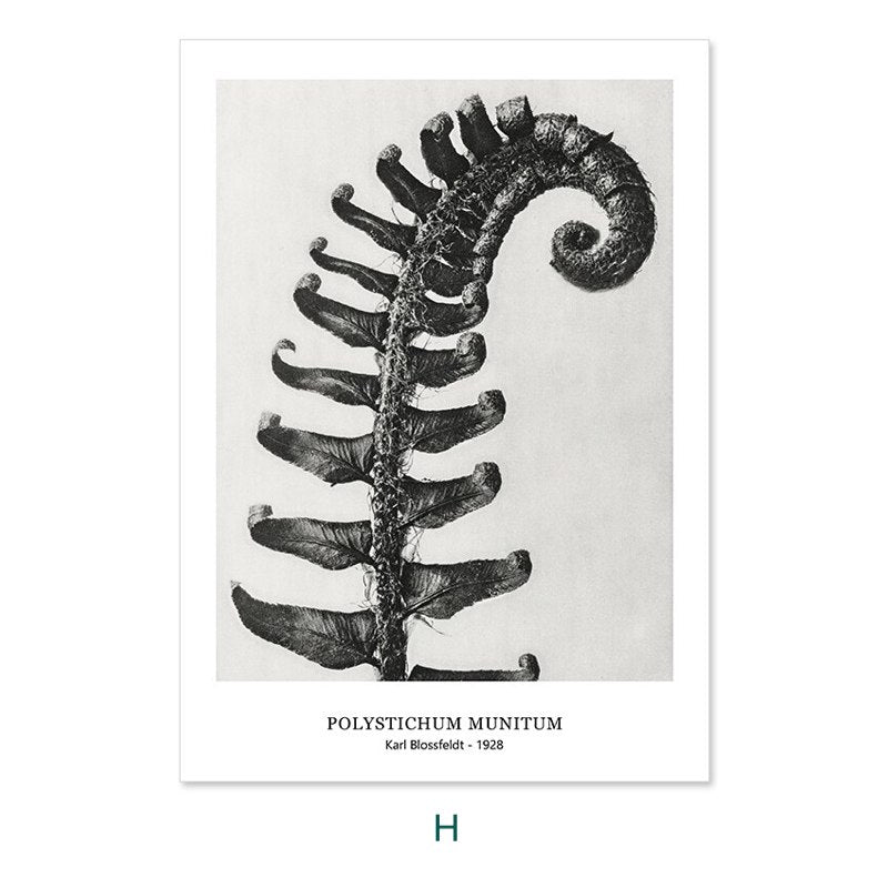 Karl Blossfeldt's Botanicals