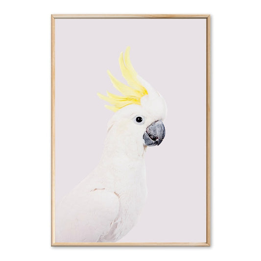 Cockatoo
