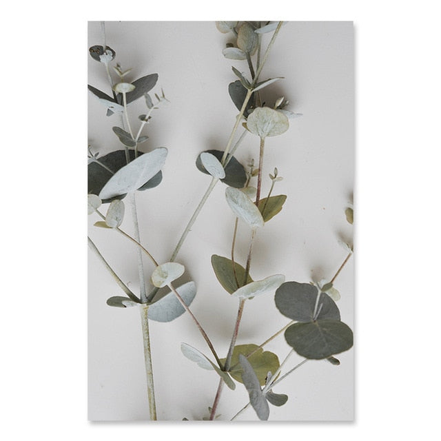 Eucalyptus Leaves