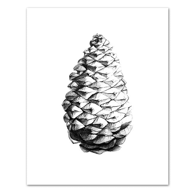 Pine Cone Illustration