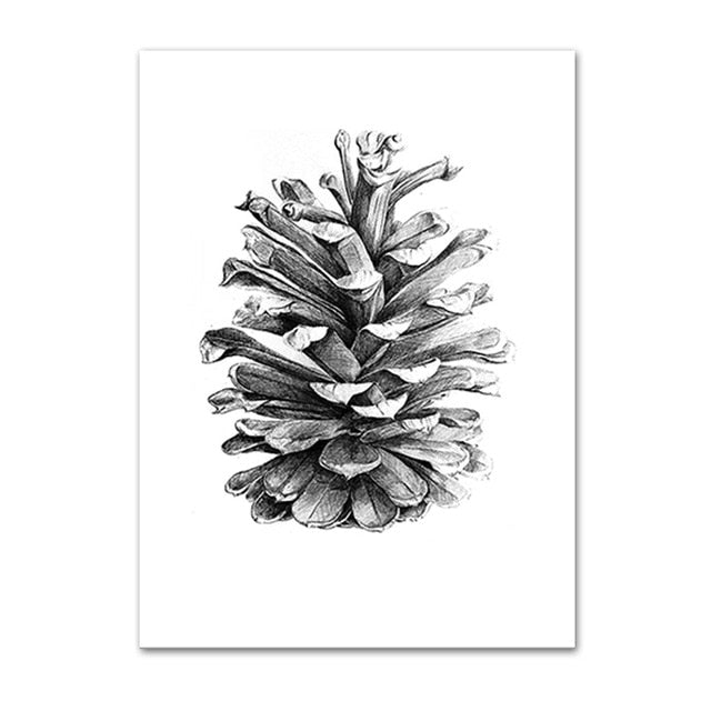 Pine Cone Illustration