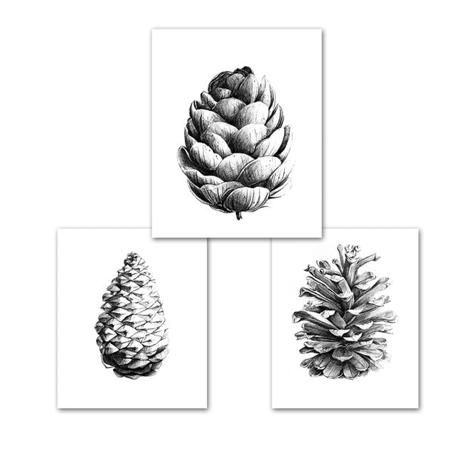 Pine Cone Illustration